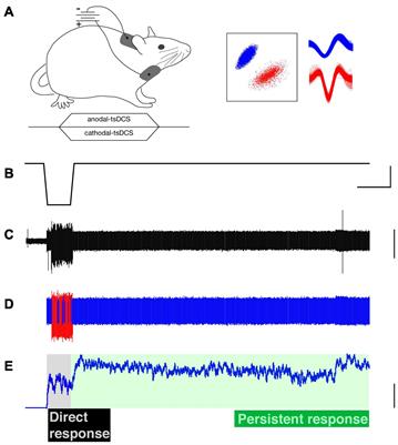 Trans-Spinal Direct Current Stimulation Targets Ca2+ Channels to Induce Persistent Motor Unit Responses